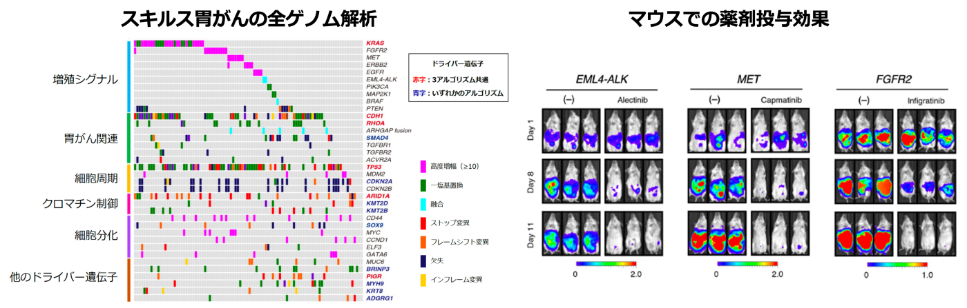 スキルス胃がんの全ゲノム解析とマウスでのう薬剤投薬効果の図