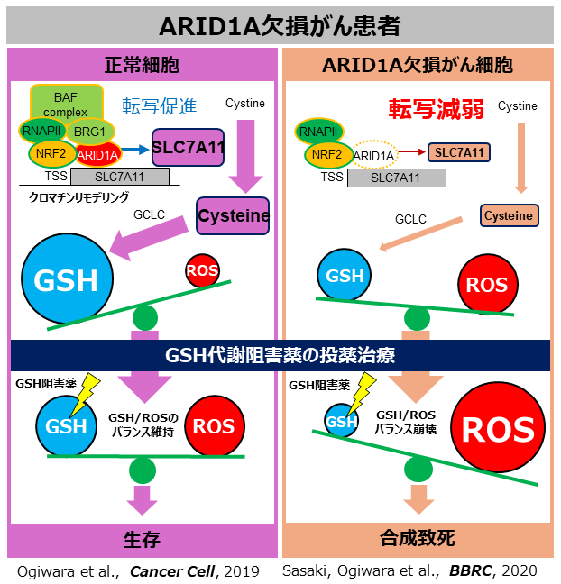 ARID1A_GCLC.png