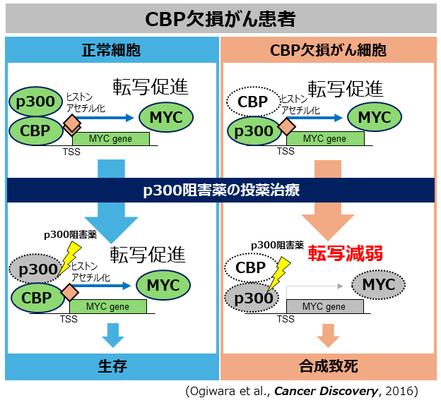 CBP_p300