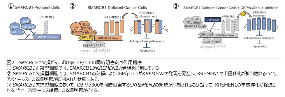 SMARCB1_CBPp300_SUMb.png