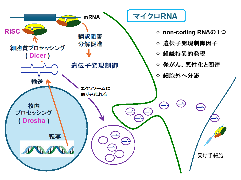 マイクロRNAの説明画像