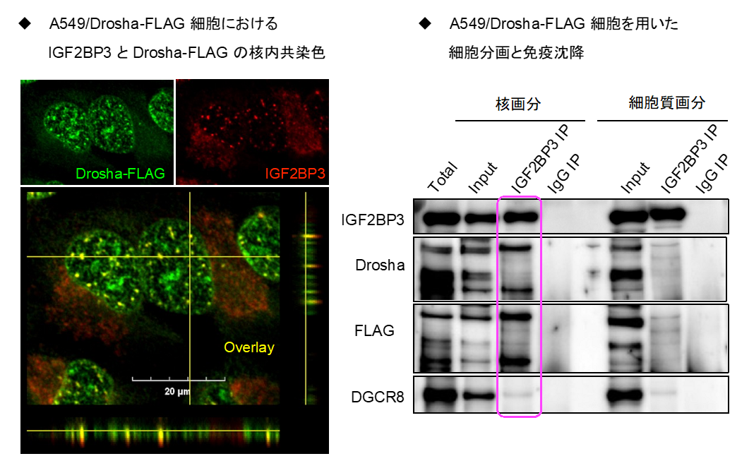 A549/Drosha-FLAG細胞の説明画像