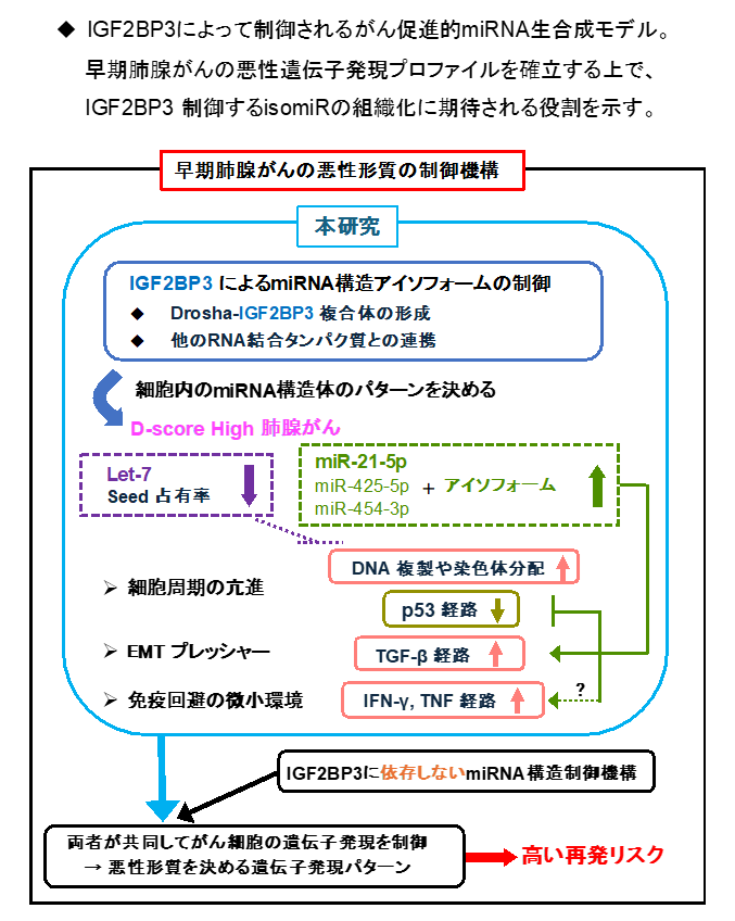 早期肺腺がんの悪性形質の制御機構の画像