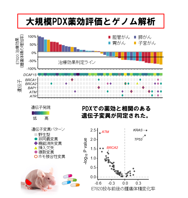 発がん原因の解明