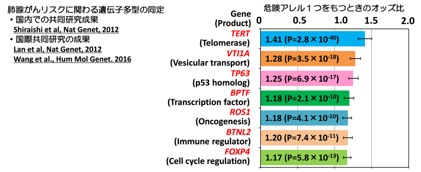 肺腺がんリスクに関わる遺伝子多型の固定