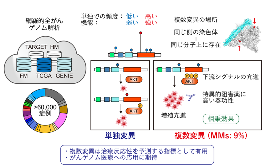 同一がん遺伝子における複数変異の意義の解明