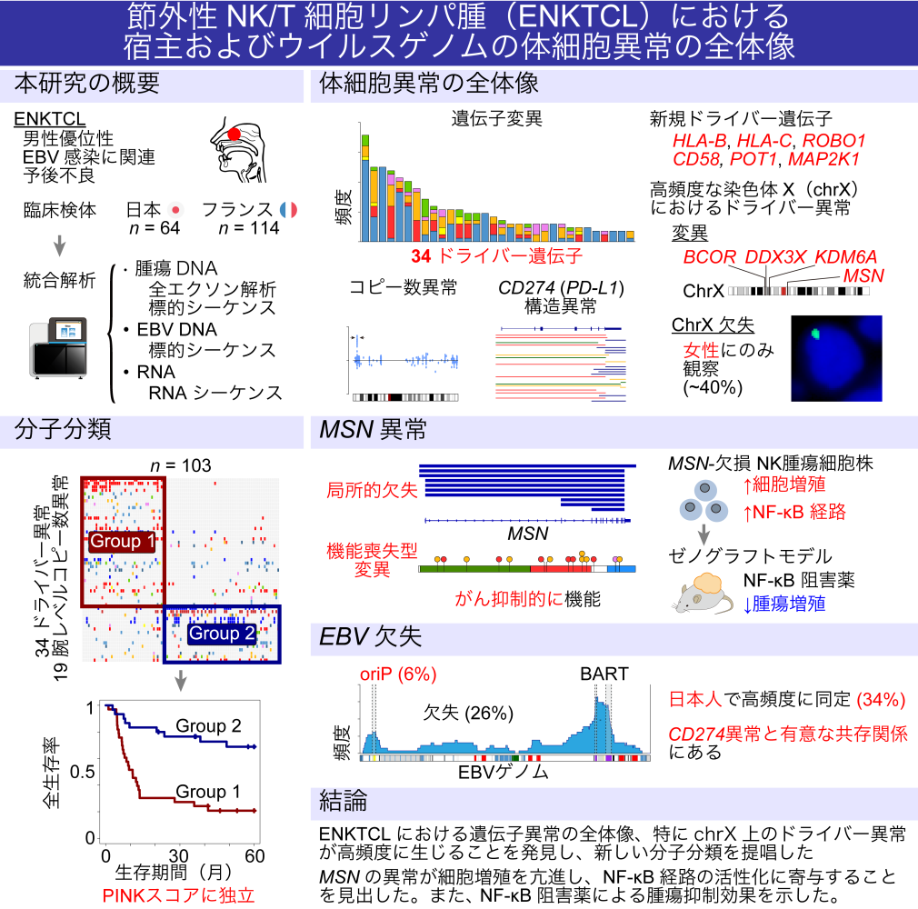 節外性NK/T細胞リンパ腫（ENKTCL）における宿主及びウイルスゲノムの異常の全体像の画像