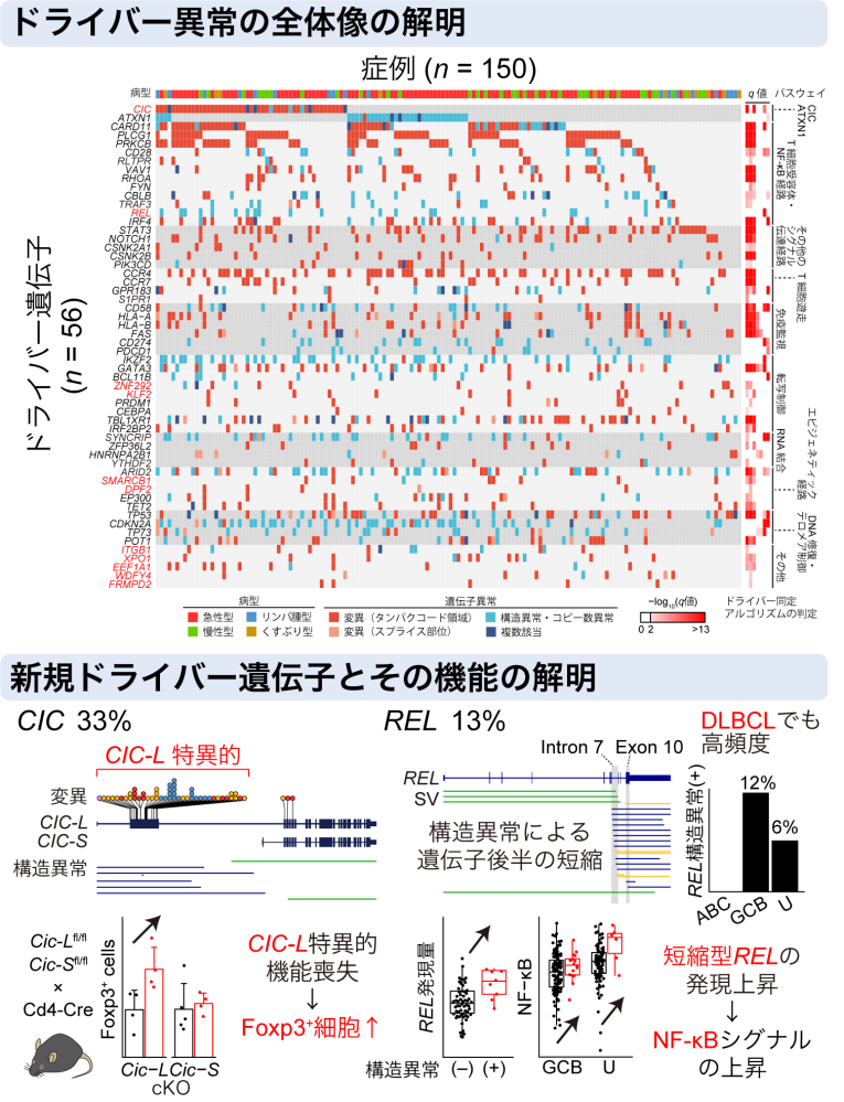 全ゲノム解析で解明されたATLのゲノム異常の全体像