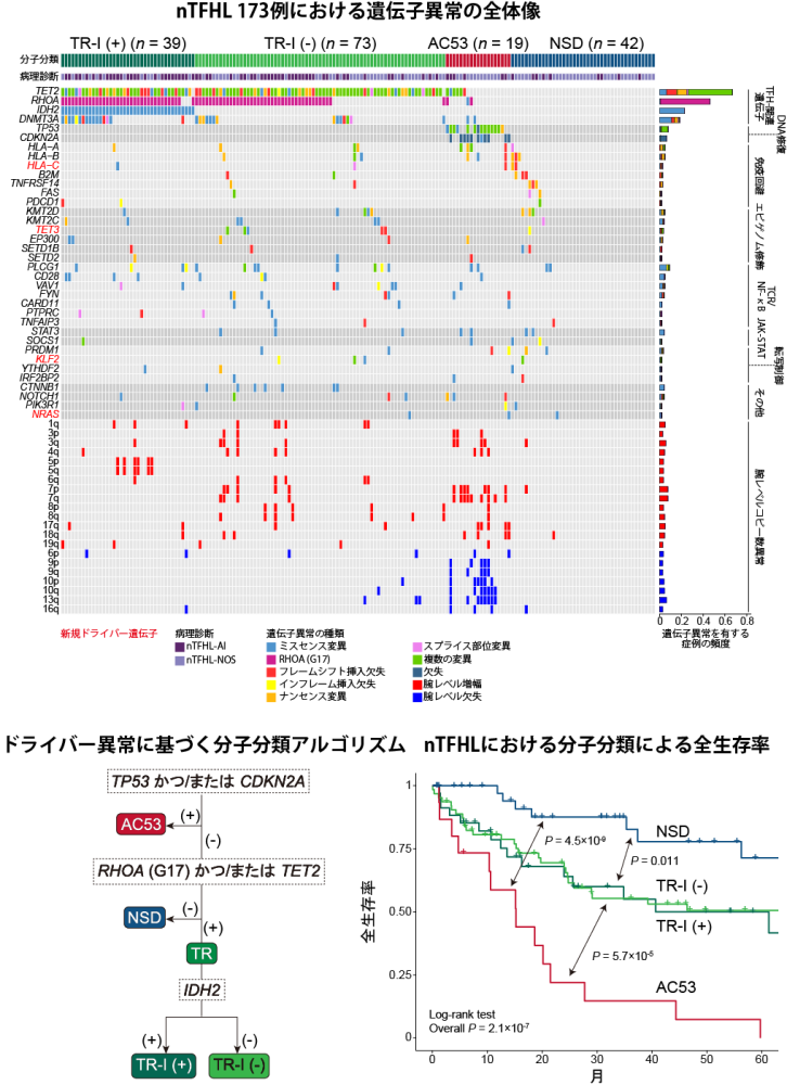 節性T濾胞ヘルパー細胞リンパ腫の分子分類とその臨床的有用性