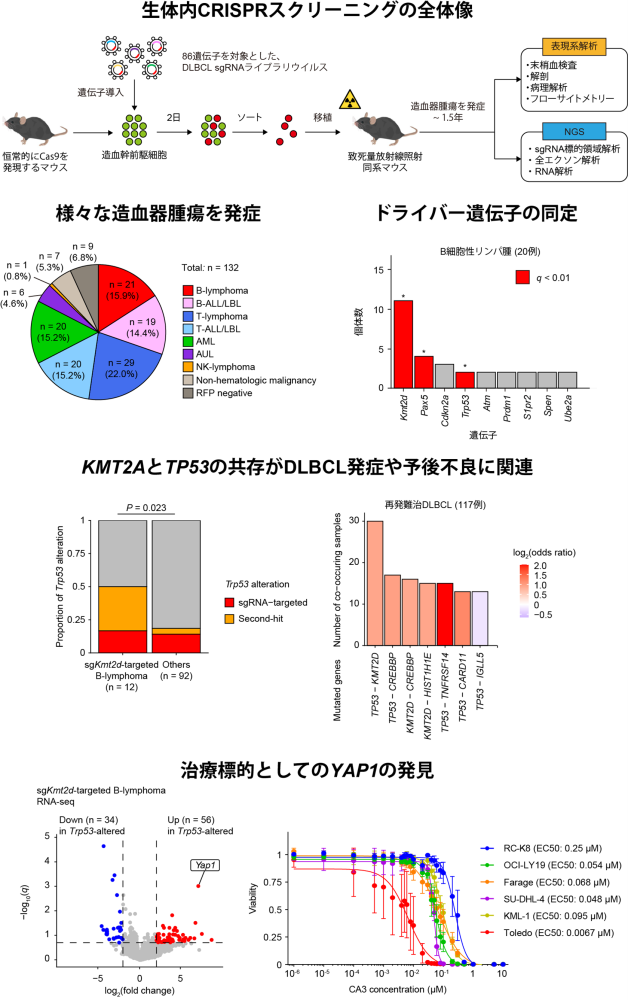 生体内CRISPRスクリーニングの全体図